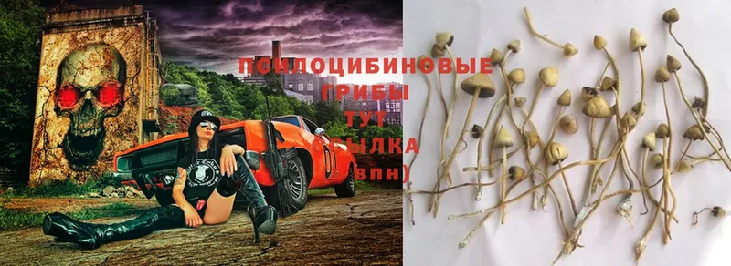 Галлюциногенные грибы Magic Shrooms  купить закладку  Вилюйск 